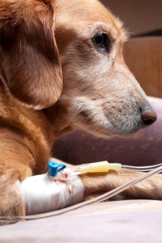 dog lying on bed with cannula in vein taking infusion