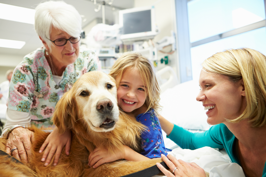 How Do I Volunteer My Dog? - Oakland Veterinary Referral Services | Oakland  Veterinary Referral Services