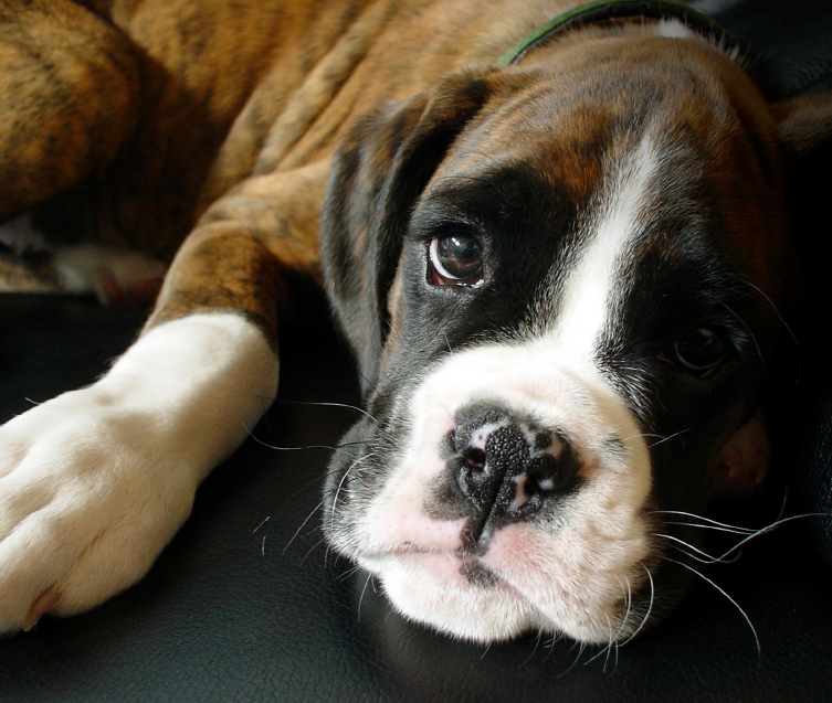 Cute Boxer Puppy