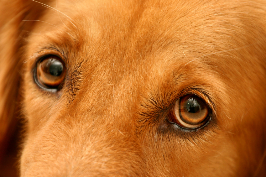 how do you know if your dog has eye problems