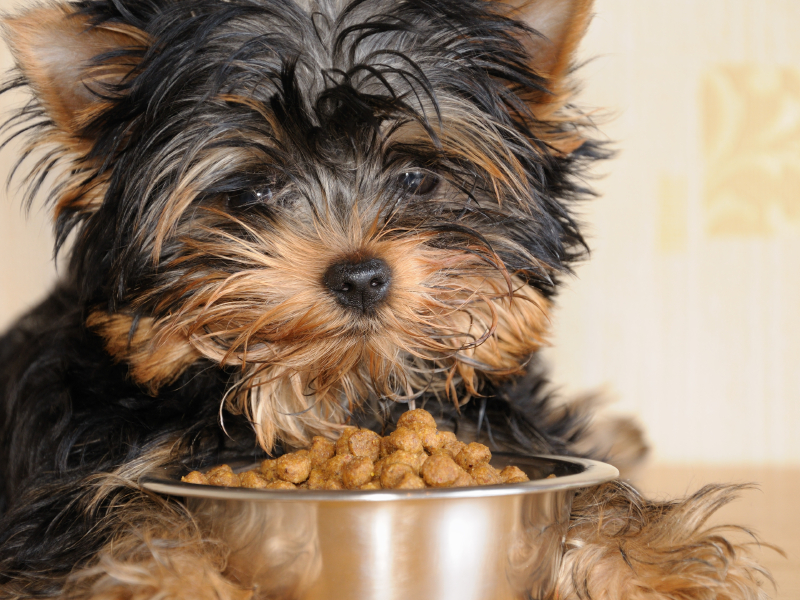 What Causes Sudden Weight Loss In Dogs