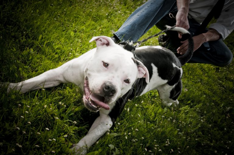 Summer Pet Emergencies OVRS Blog Oakland Veterinary Referral Services