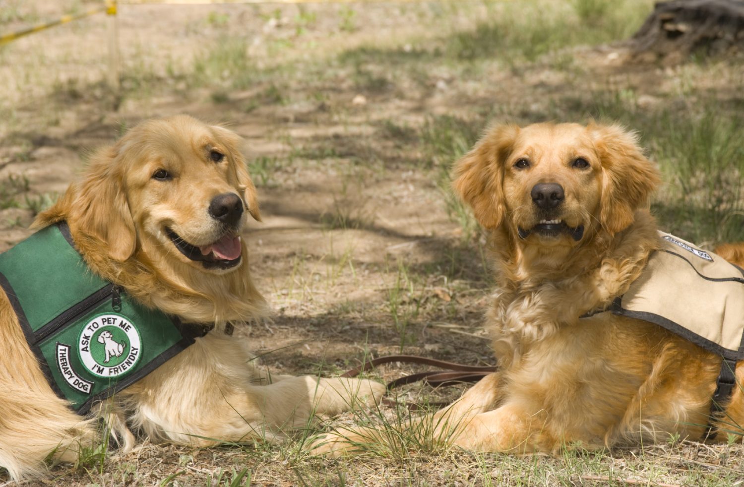 Two Service Therapy Dogs