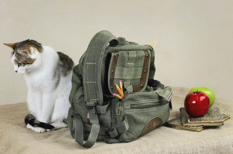 Cat And Backpack Oakland Veterinary Referral Services Oakland