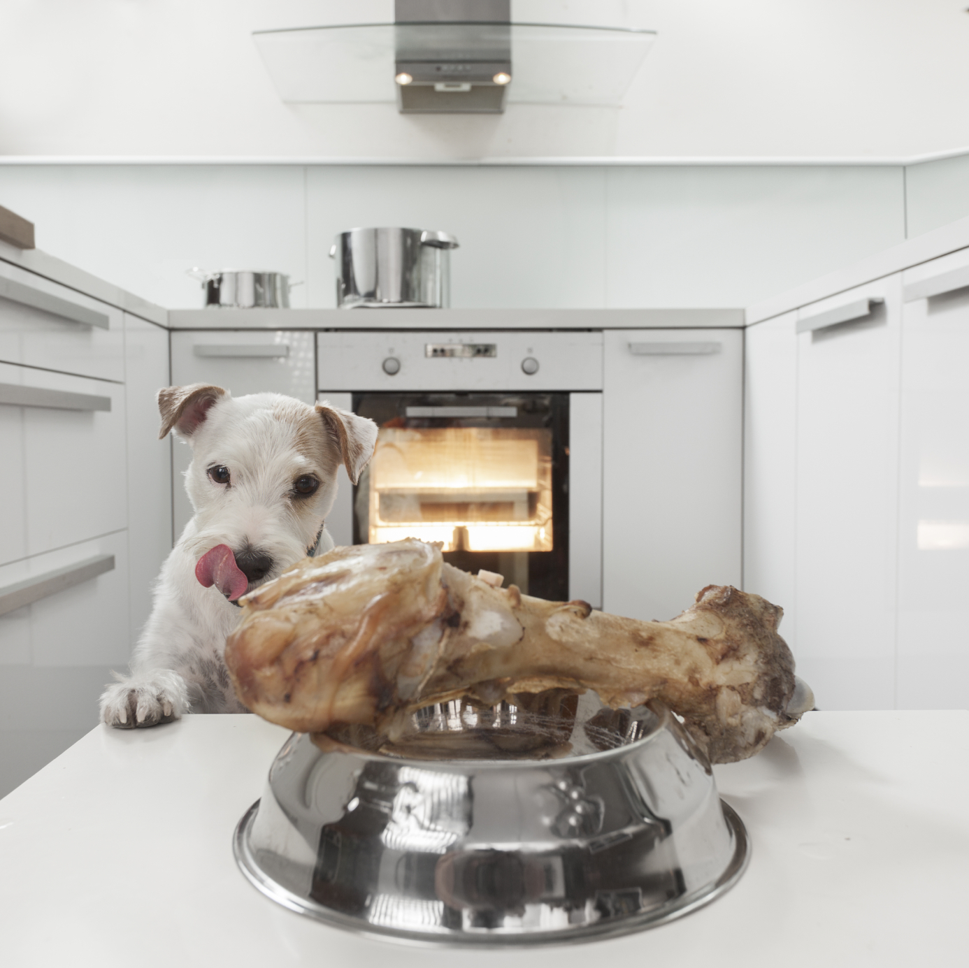 Serious Thanksgiving Food Risks For Your Pets Oakland Veterinary