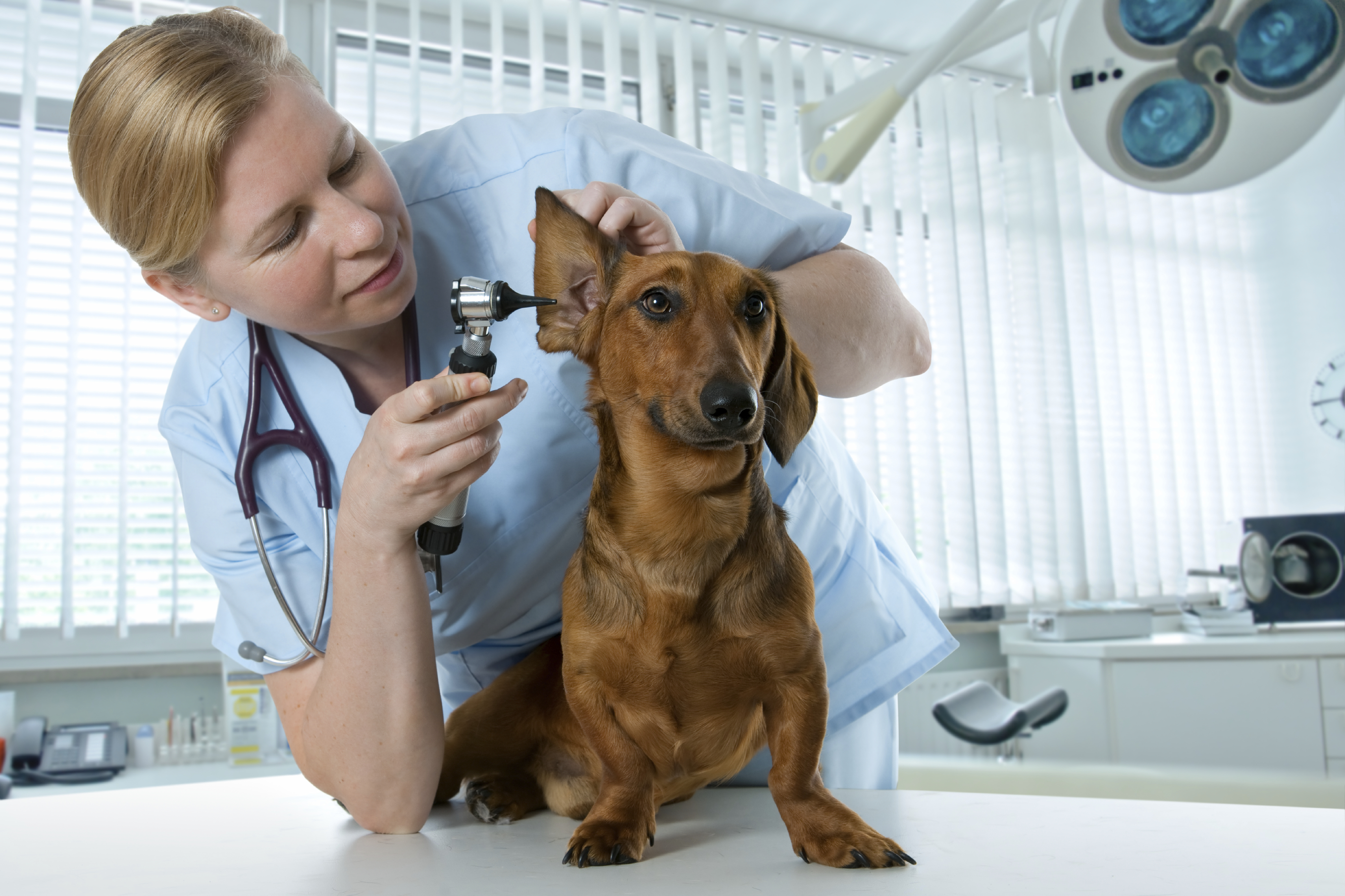 are ear infections contagious between dogs