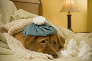 Sick as a dog