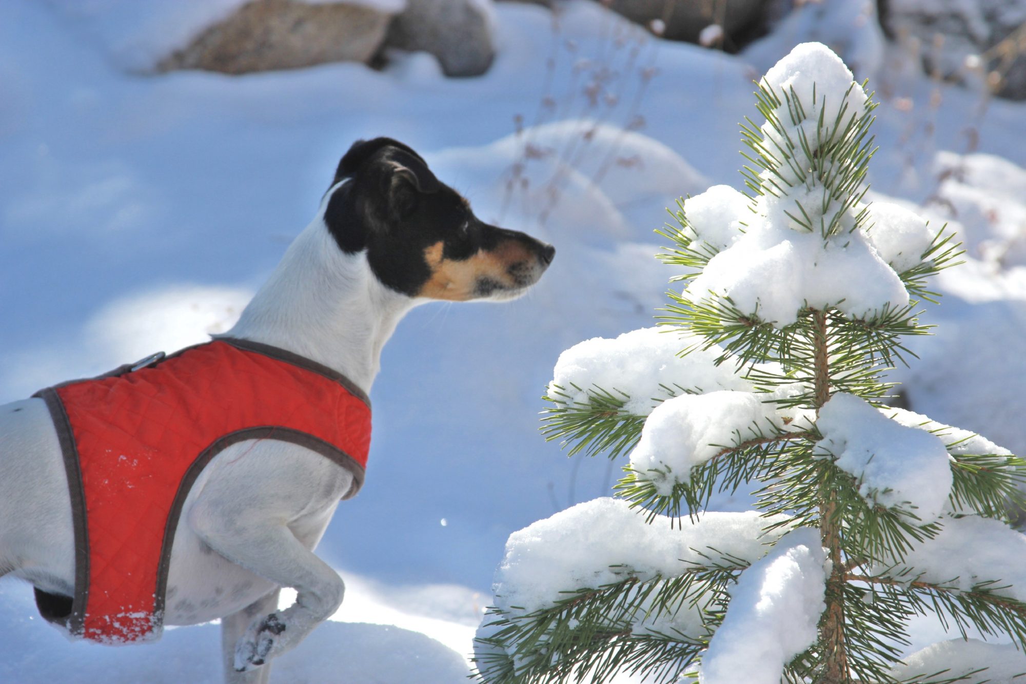 Coolest Pet Products of the Season for the Pet Who Has Everything