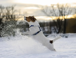 dog making splashes of snow. Jack Russell Terrier playing on sun