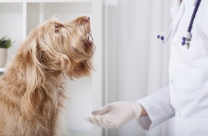 Beautiful dog during medical appointment