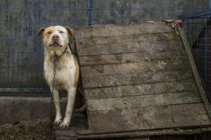 Dog in kennel