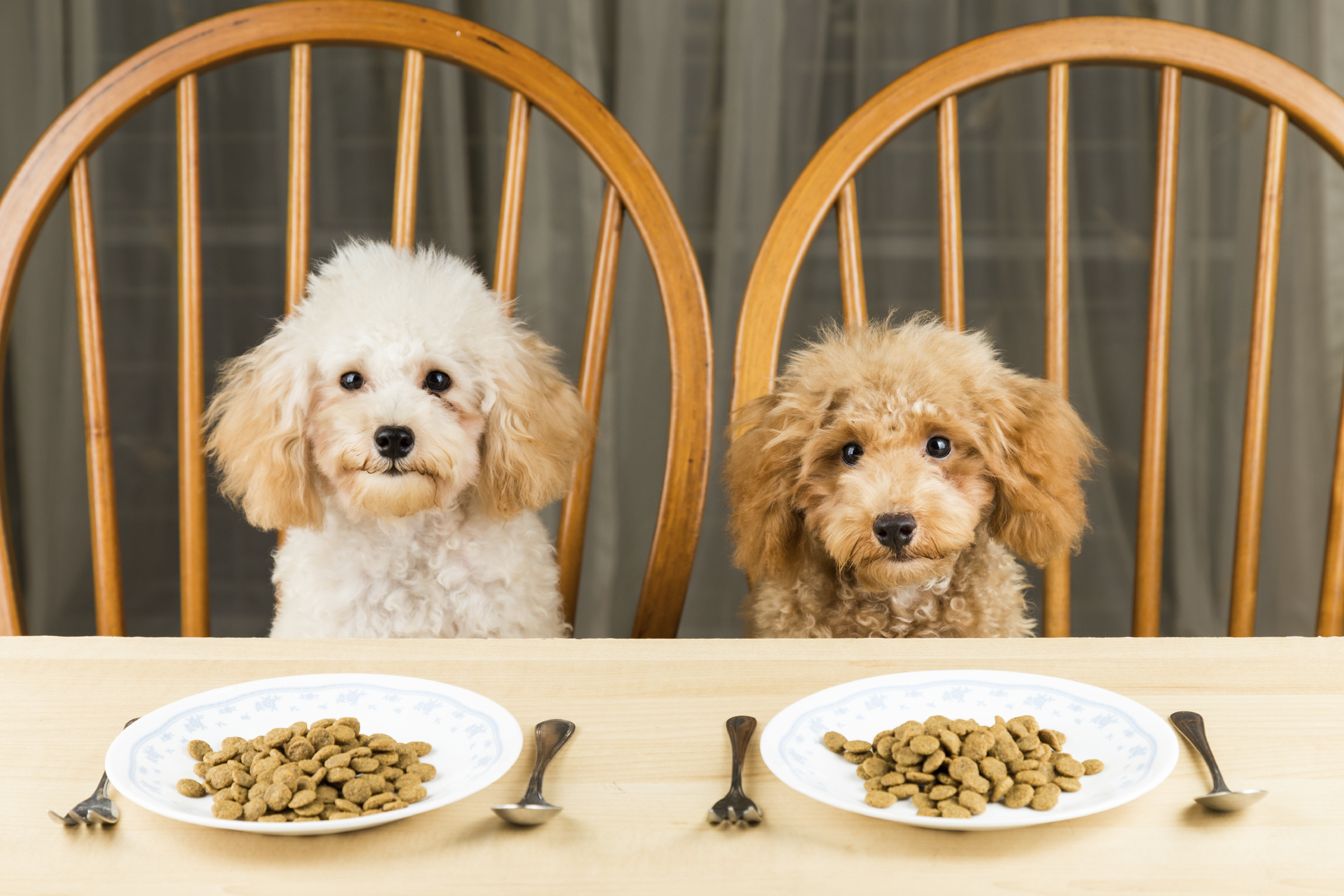 Собаке не подходит корм. Собака кушает. Корм для собак. Собака кушает корм. Собака завтракает.