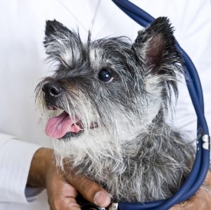 Veterinarian Doctor Consulting Cairn Terrier Dog with Stethoscop