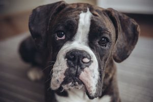 Combating Pain in Pets: It’s What We Do - Oakland Veterinary Referral ...