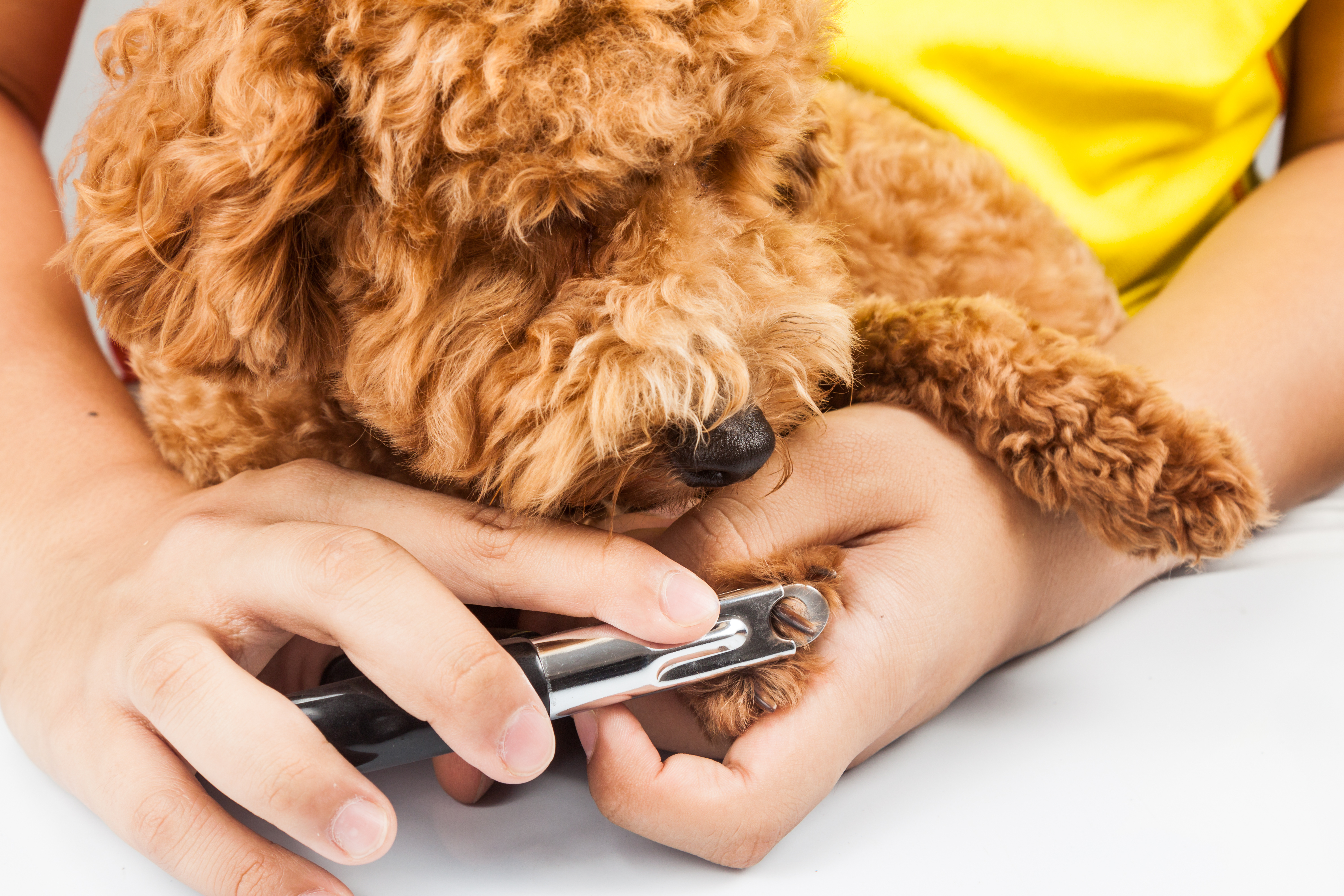 pet nail clipping
