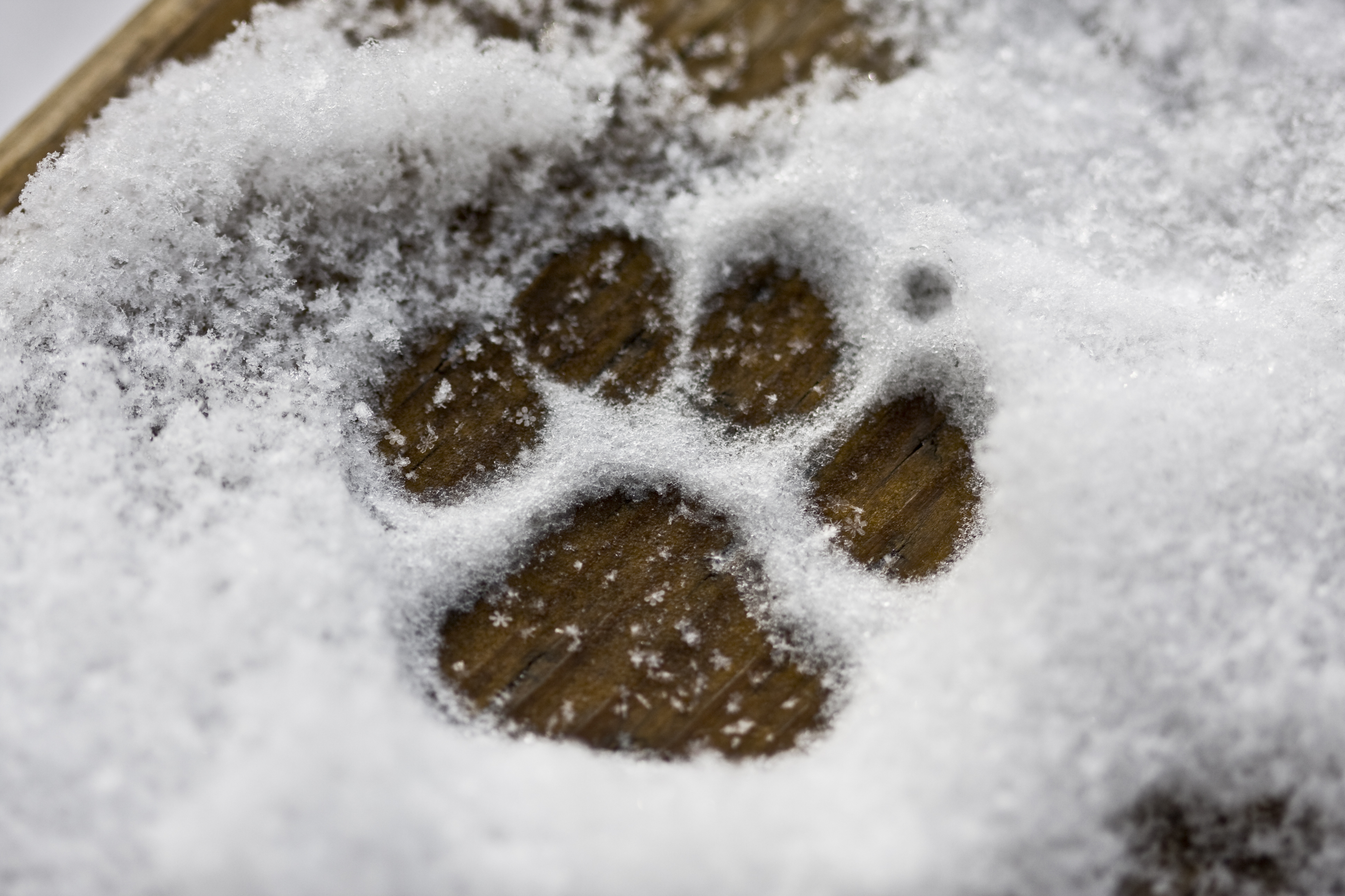 dogs feet in snow