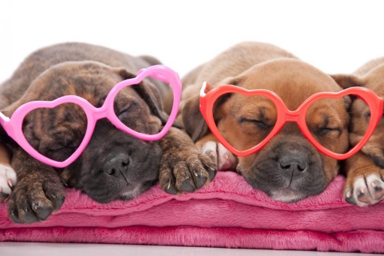 Valentine cogan & deavin Valentines_iStock_000011197177_Medium-1024x683.jpg - Oakland Veterinary