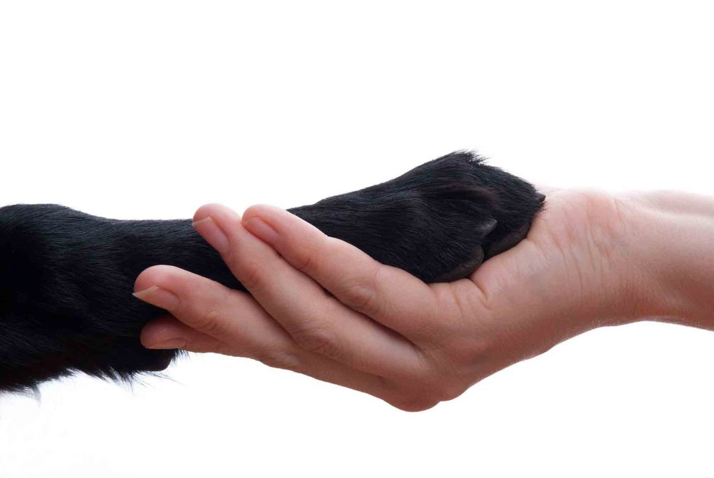 Michigan animal abuse laws