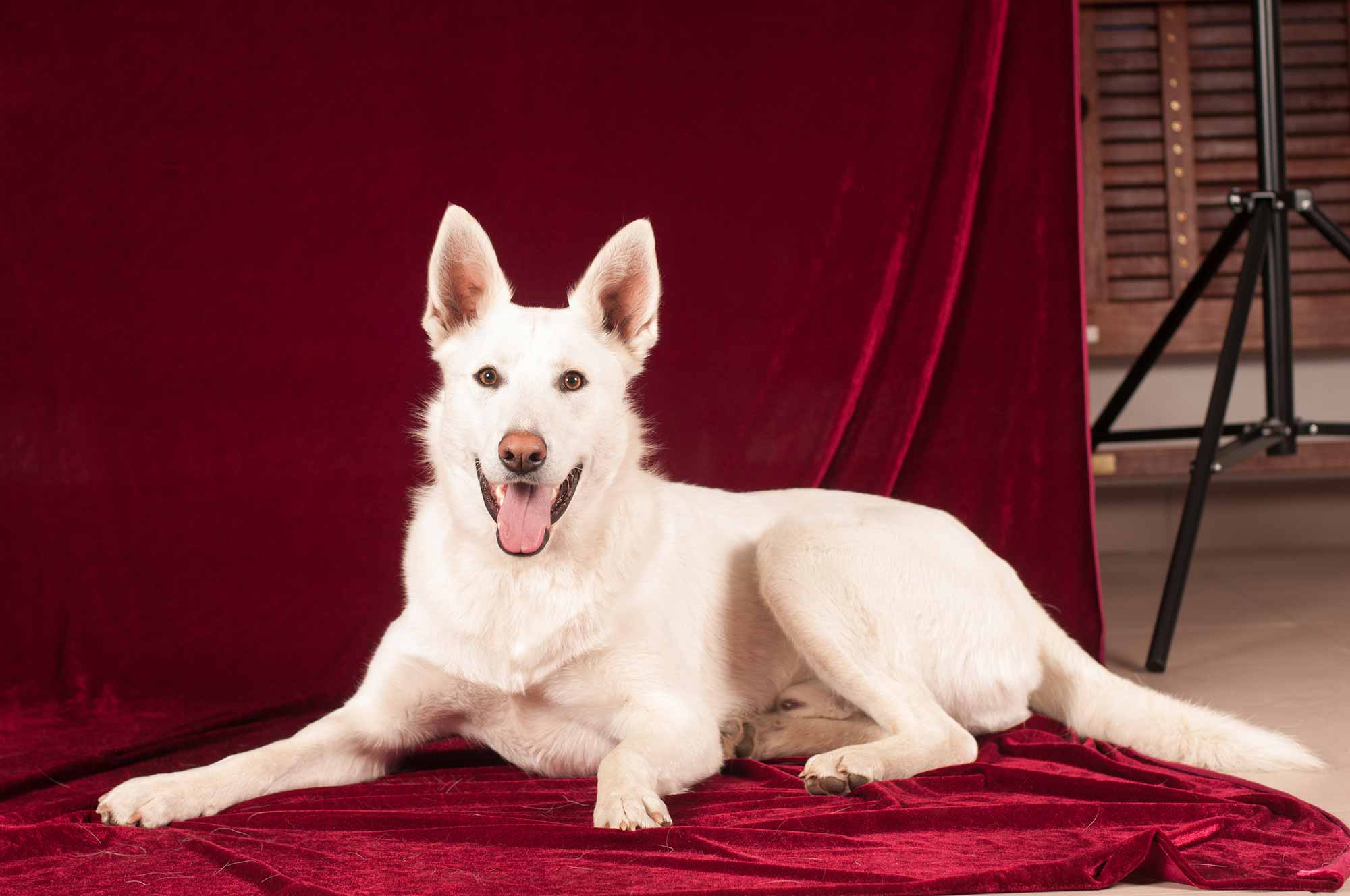 sittin-pretty-how-to-prepare-for-a-pet-photo-session-oakland