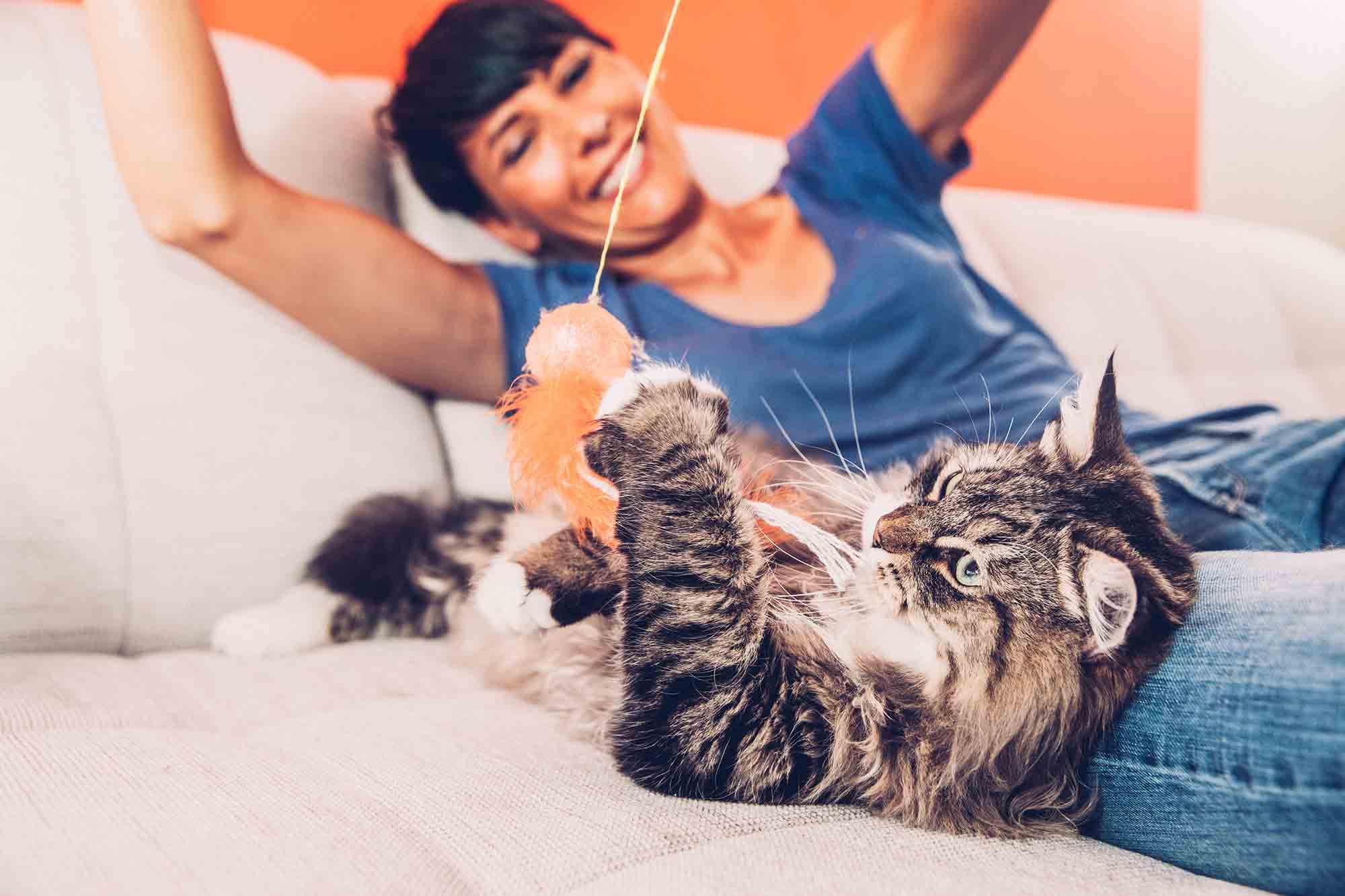 cat toys for active cats