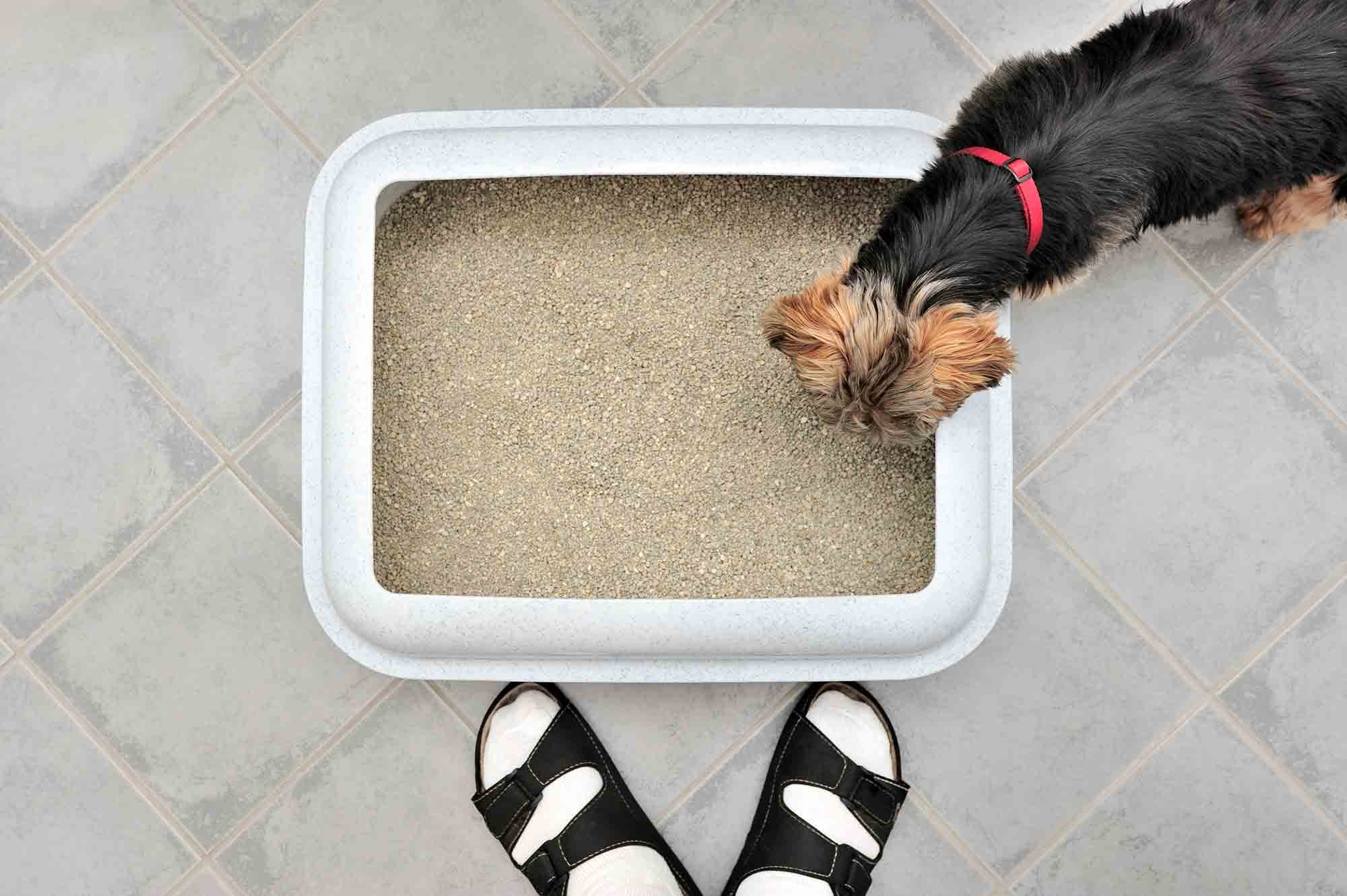 how do i keep my dog out of cat litter