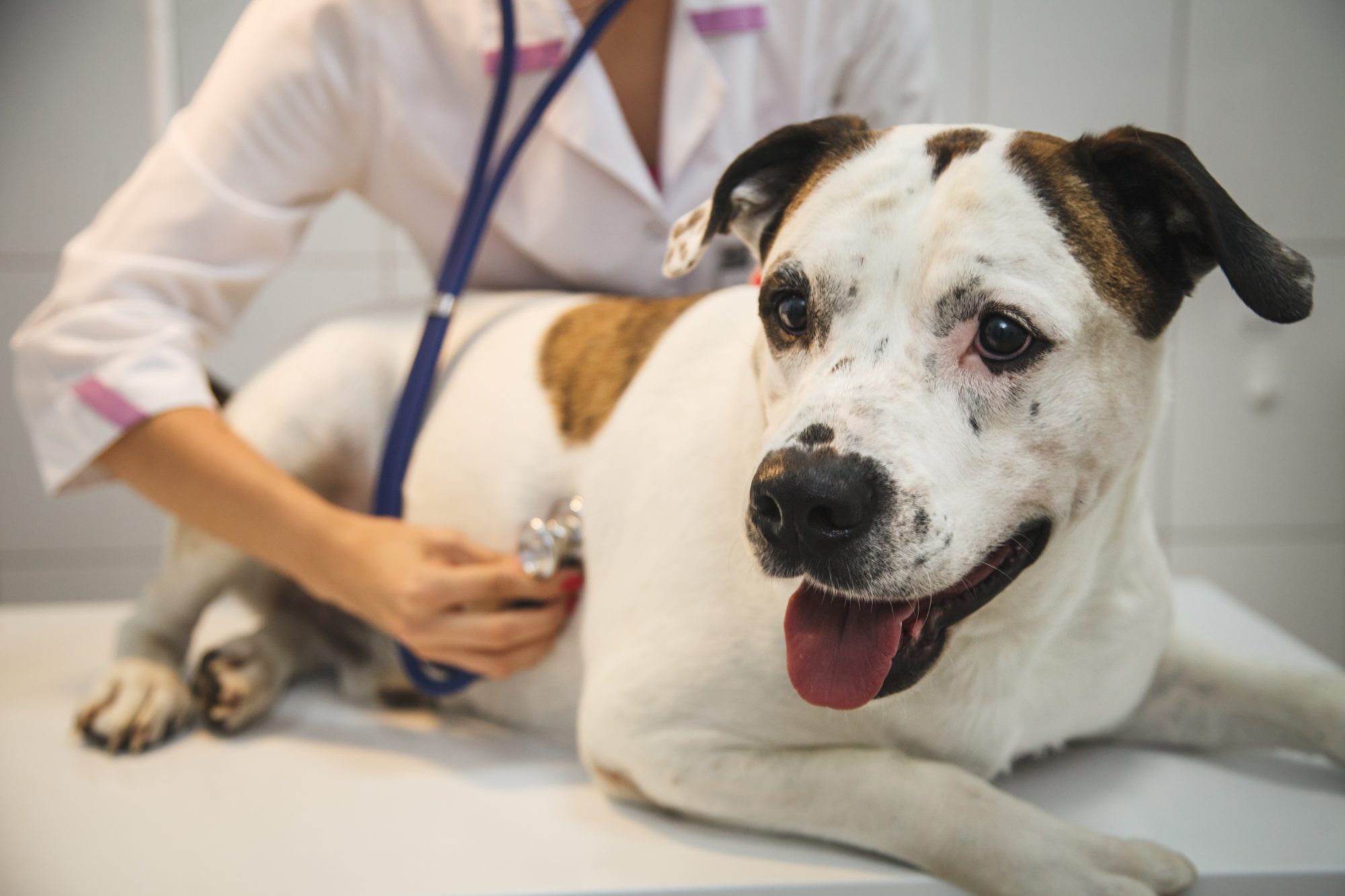 Heartworm Resistance in Dogs | Oakland Veterinary Referral Services