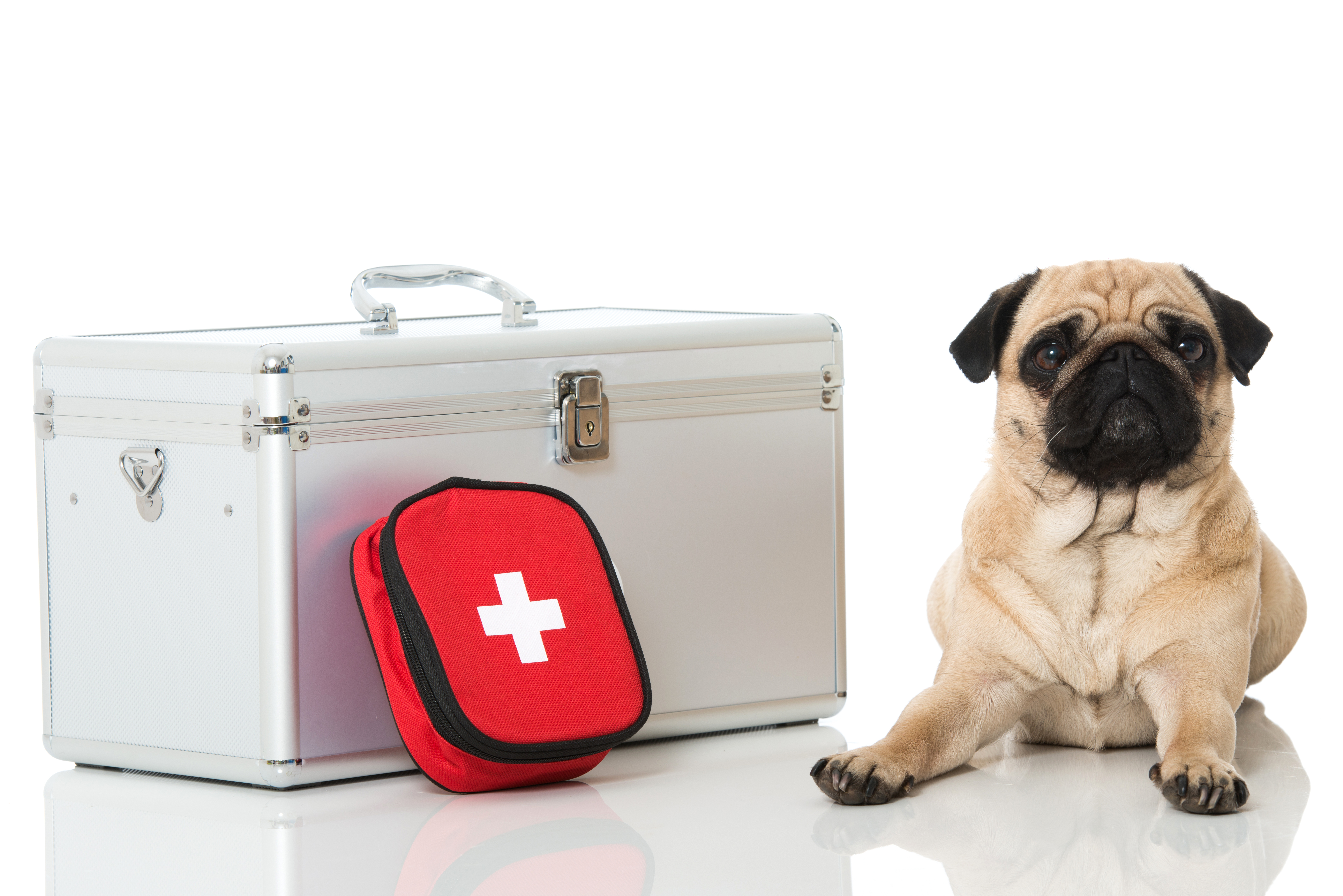 How to Make a First Aid Kit for Your Pet | Oakland Veterinary Referral  Services