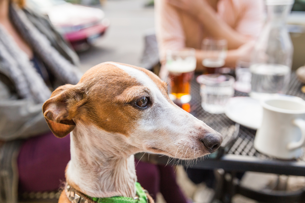 dog friendly pubs near my location