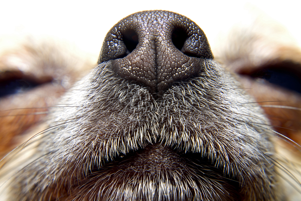 dog nose