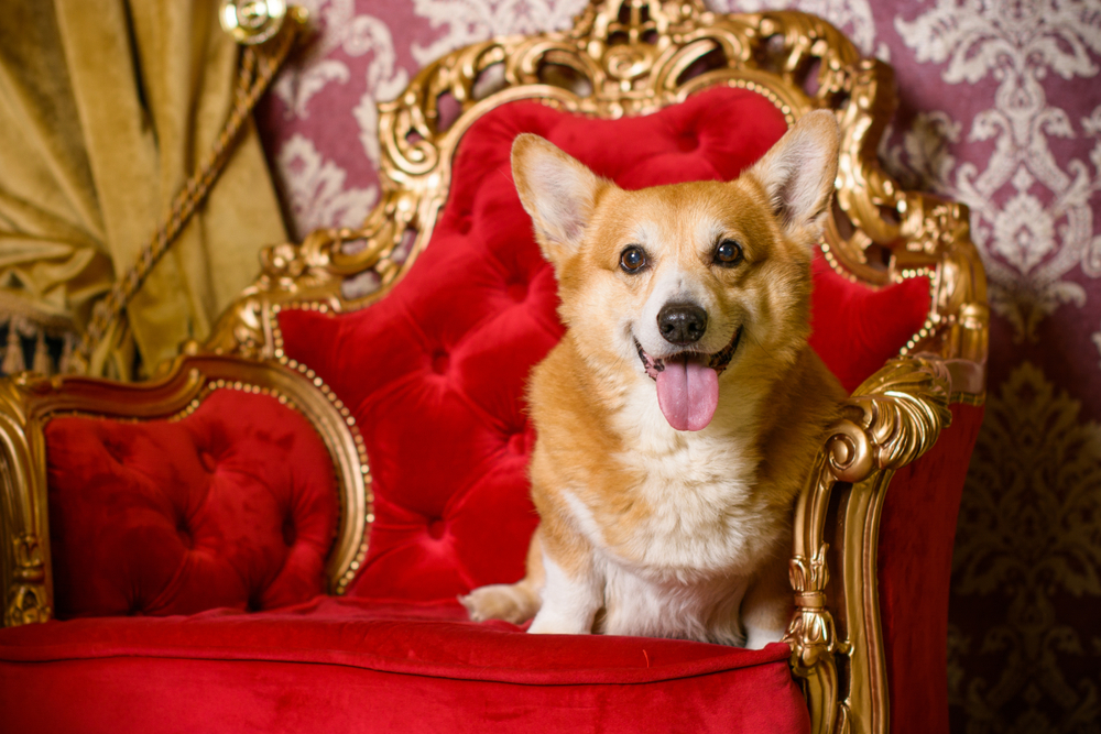 June-Wk4-Corgi-shutterstock_1040306539.jpg