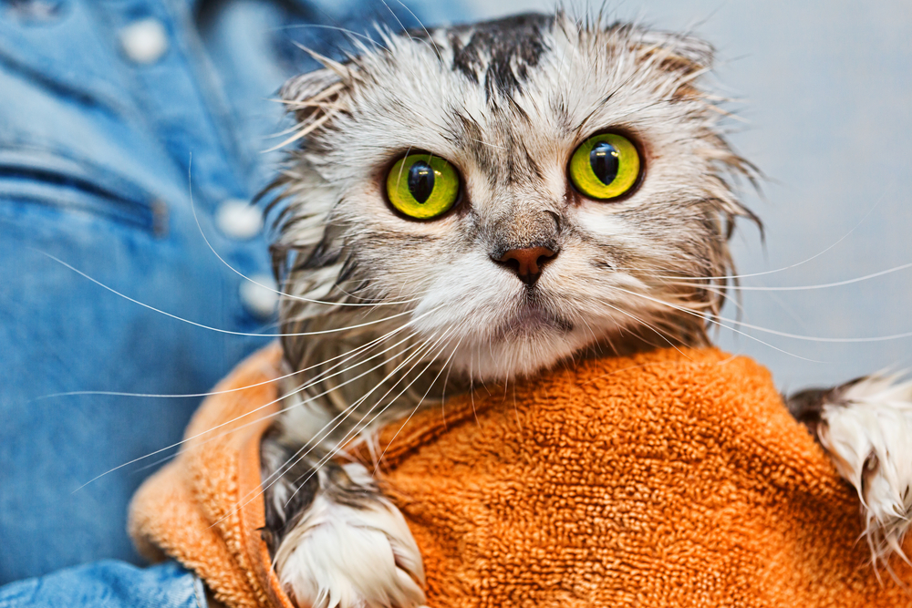 bathing a cat