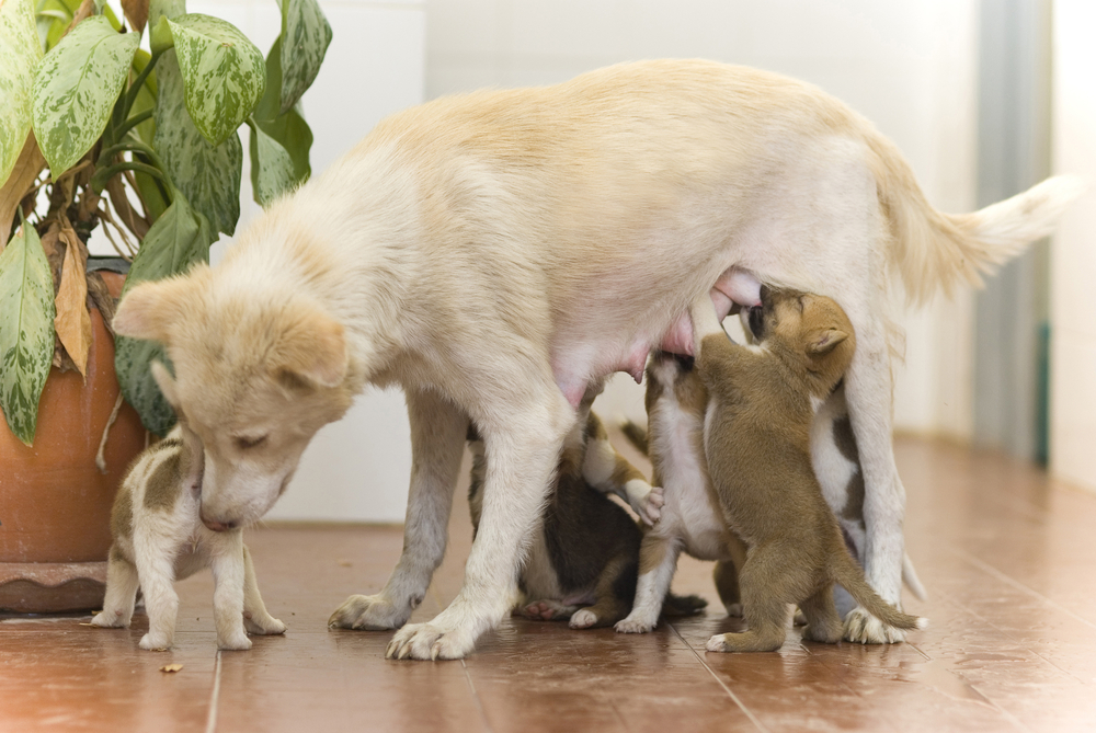 large male dog breeding small female