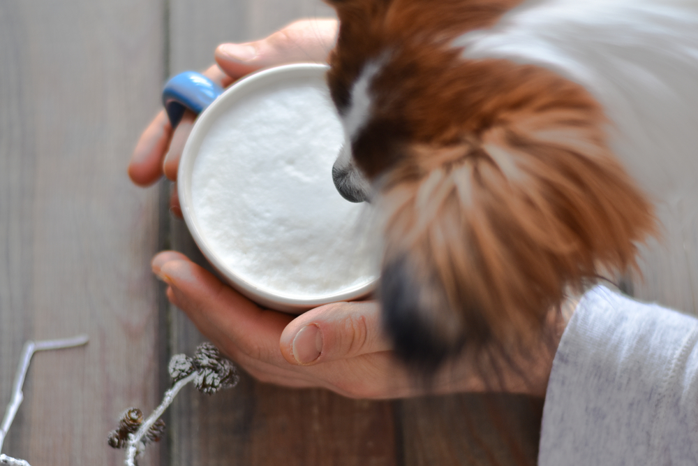 what happens when dogs drink coffee