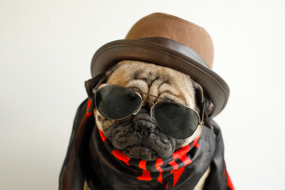 easy pet costume