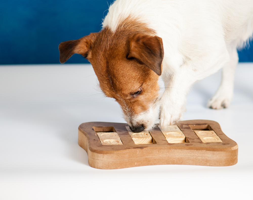 dog enrichment toys