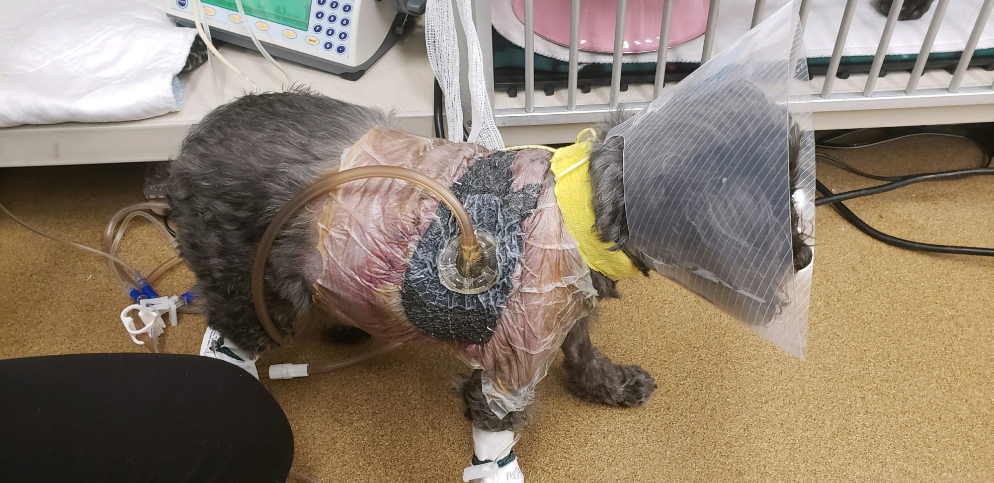 Allie all wrapped with Vacuum Stents in preparations for her wounds to be worked on.