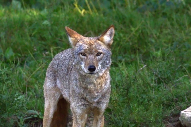 Coexisting with Urban Coyotes A Pet Owner’s Guide Oakland Veterinary