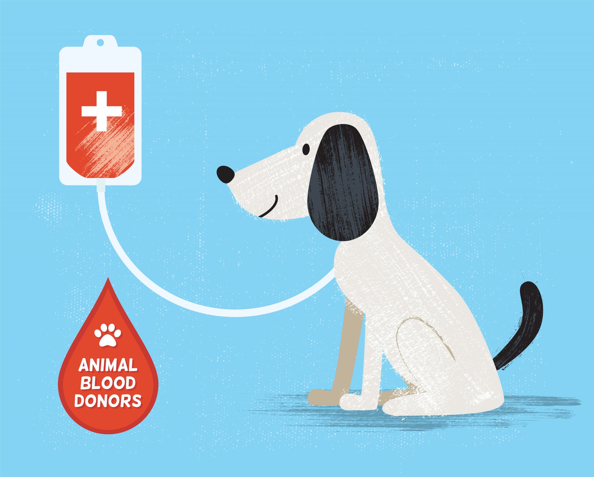 Dog Blood Donors: Save a Life with Buddies for Life! - Oakland Veterinary  Referral Services | Oakland Veterinary Referral Services