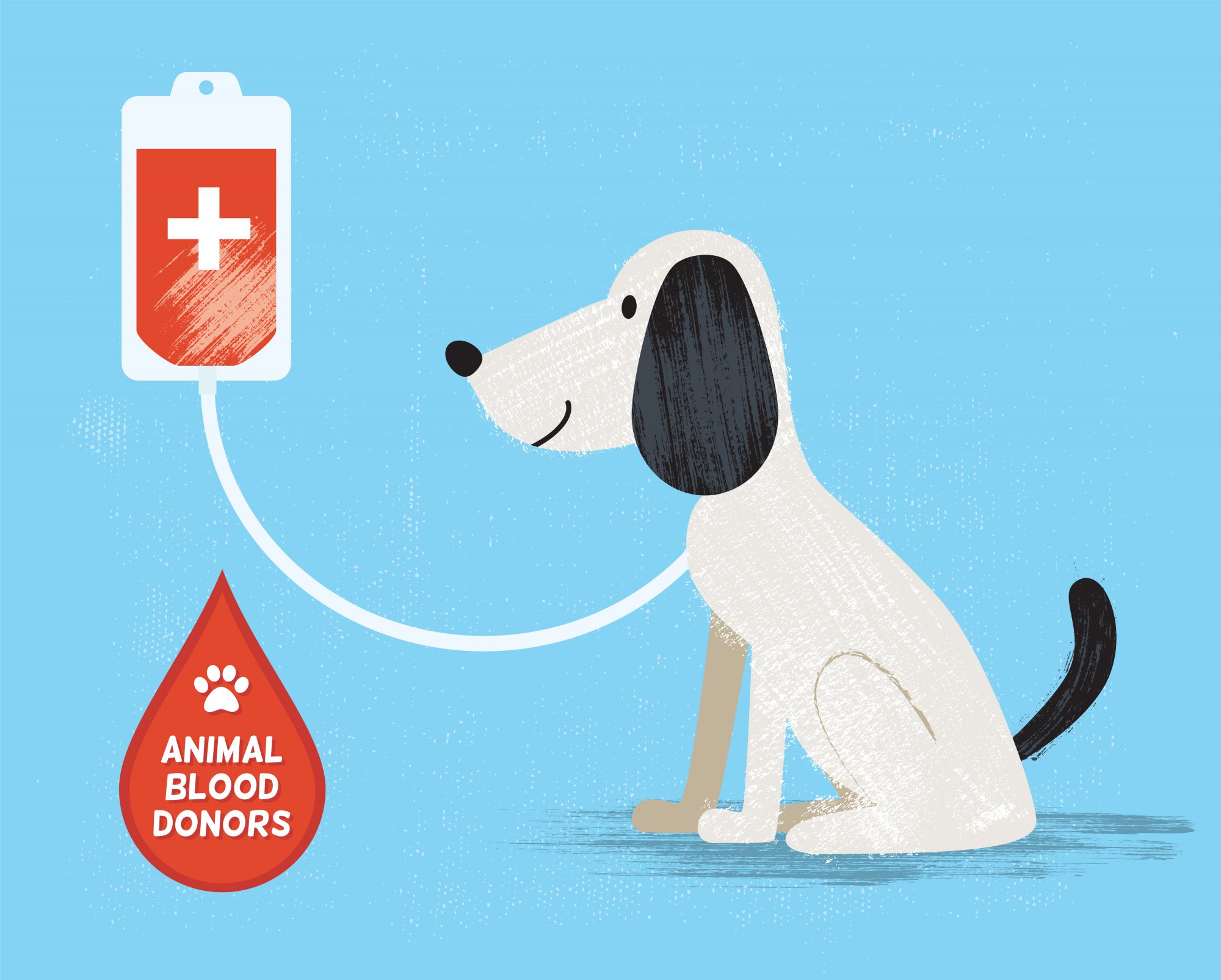 Can Your Dog Donate Blood?  