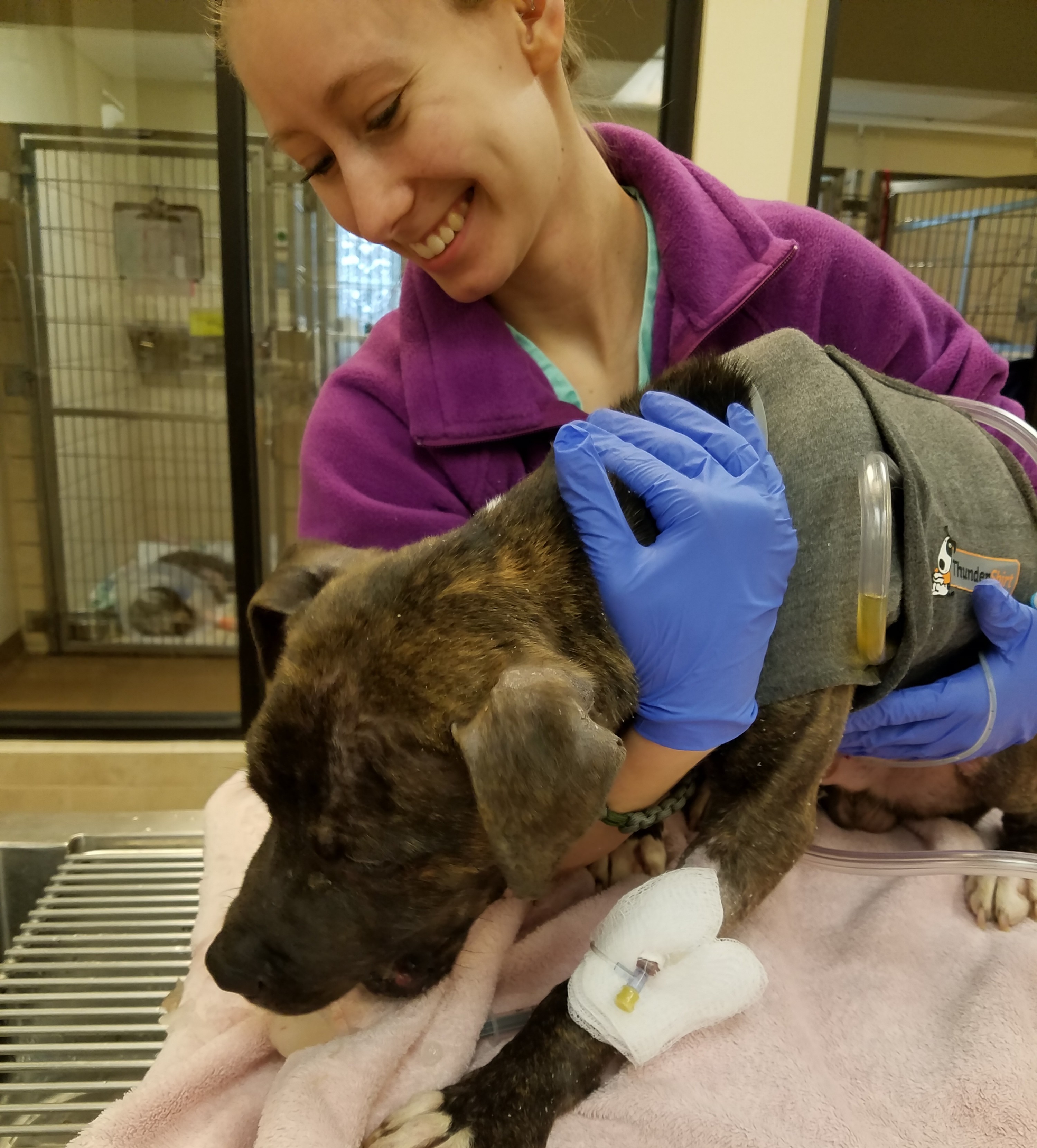 oakland animal hospital emergency