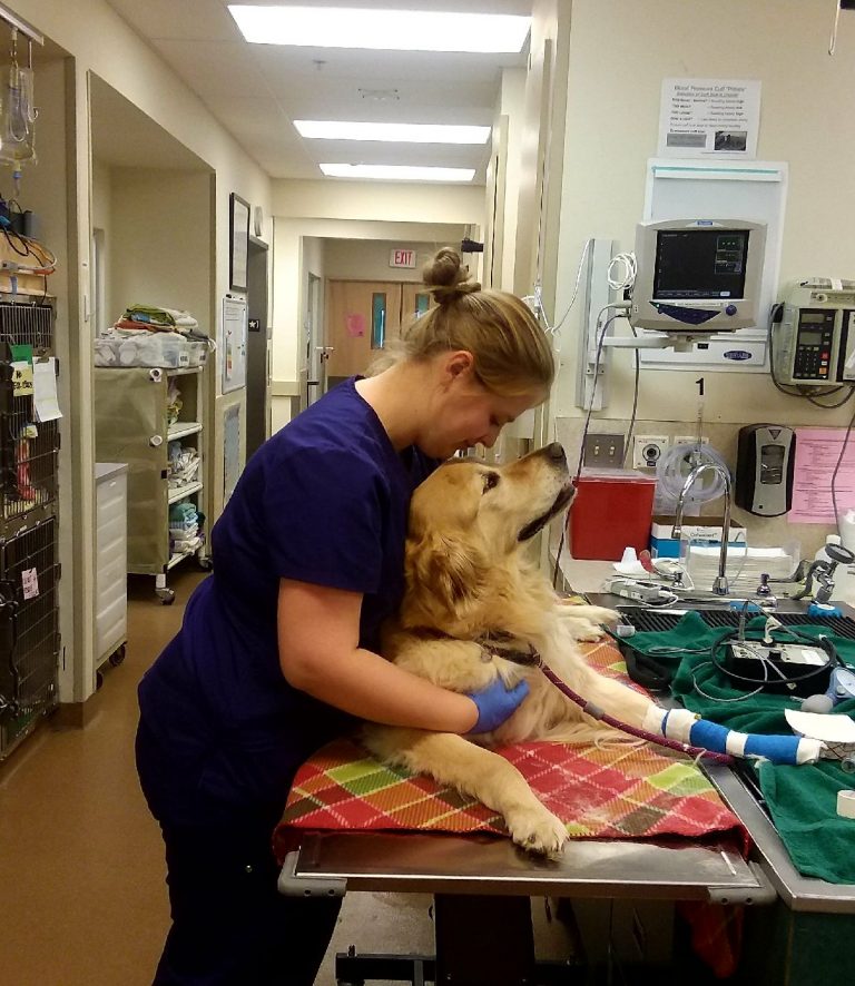 A Guide to Veterinary Emergency and Critical Care | Oakland Veterinary ...
