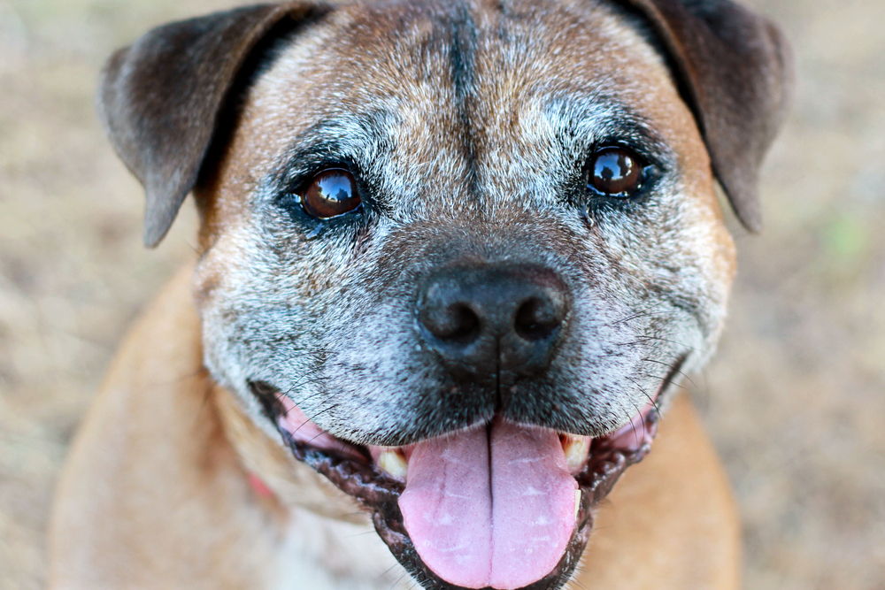 how to help your old dog with arthritis