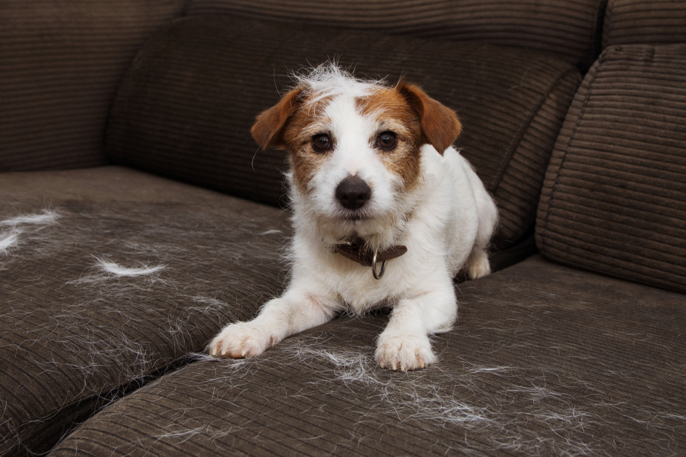 dog shedding bad