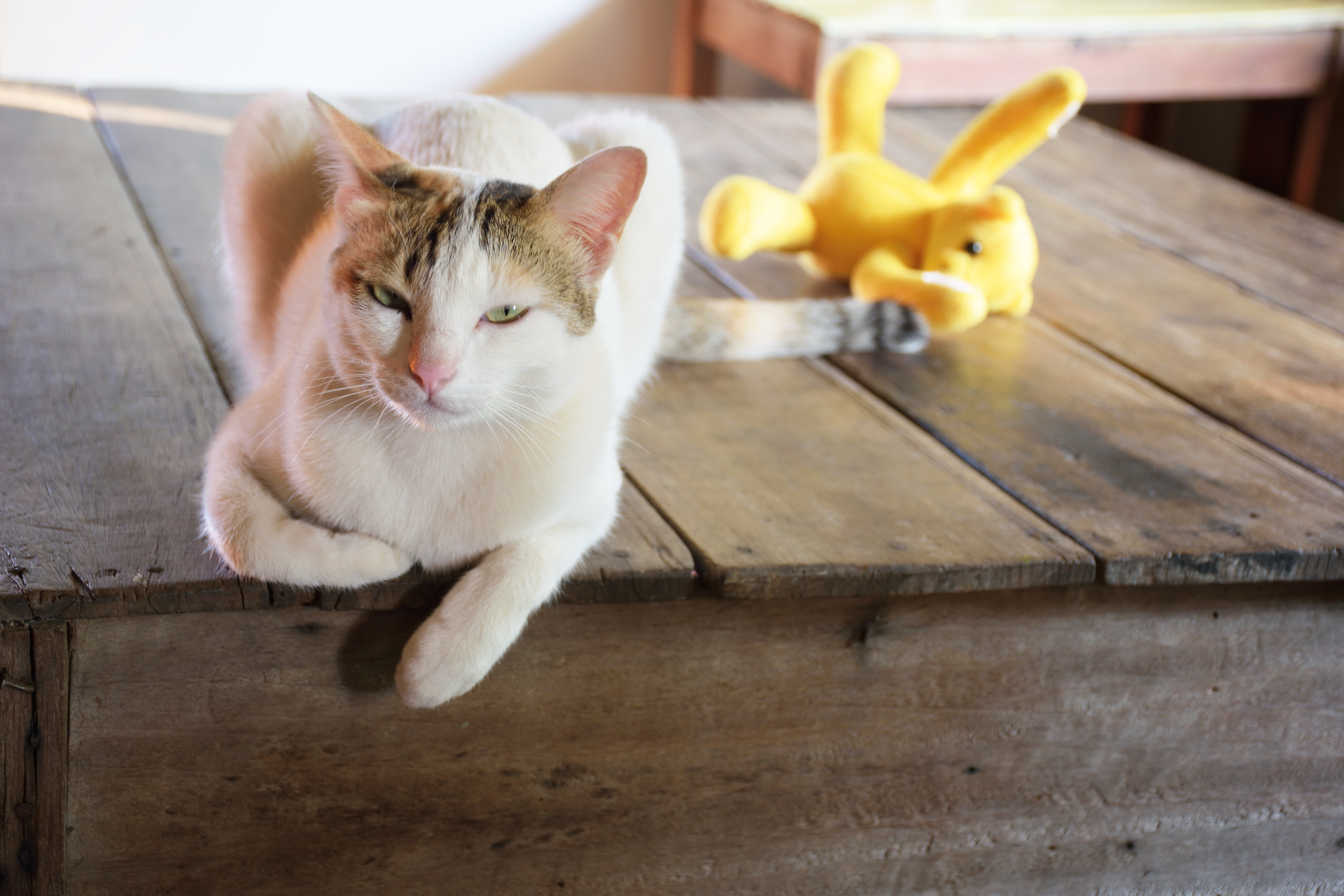 The 11 Best Cat Puzzle Toys To Challenge and Engage Your Kitty