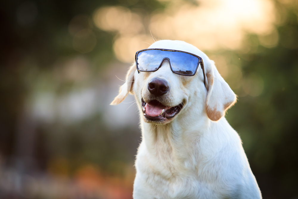 pet skin cancer