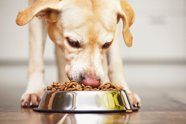 Dog Skin Problems And Grain Free Diets