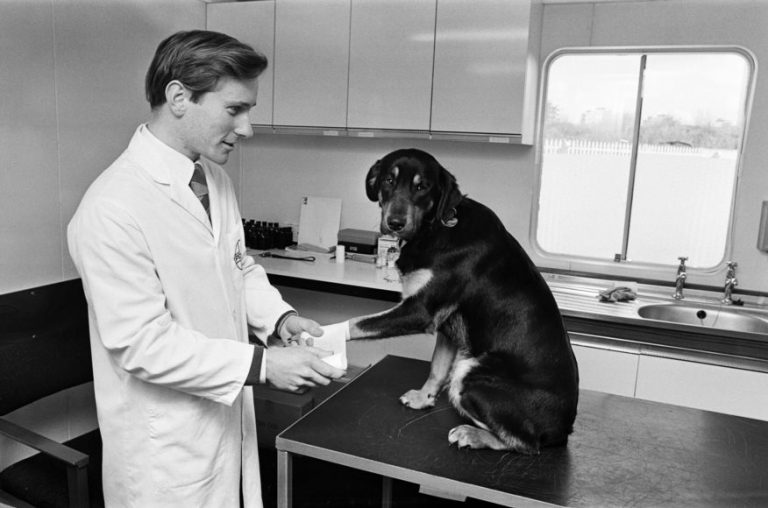 Retrospective A Brief History of Veterinary Medicine