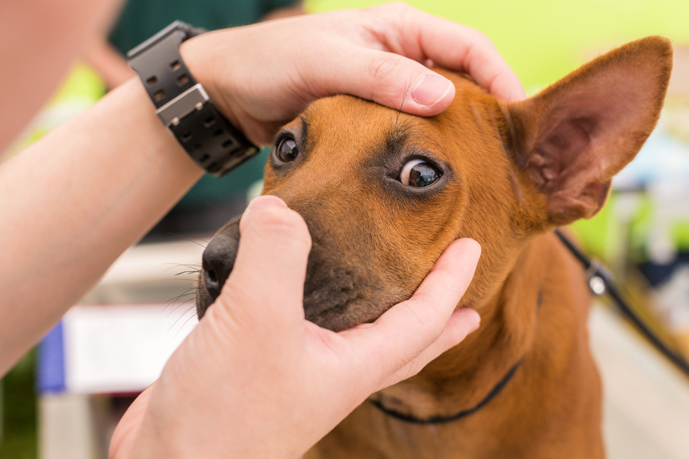 what does it mean when a dog's eyes are red