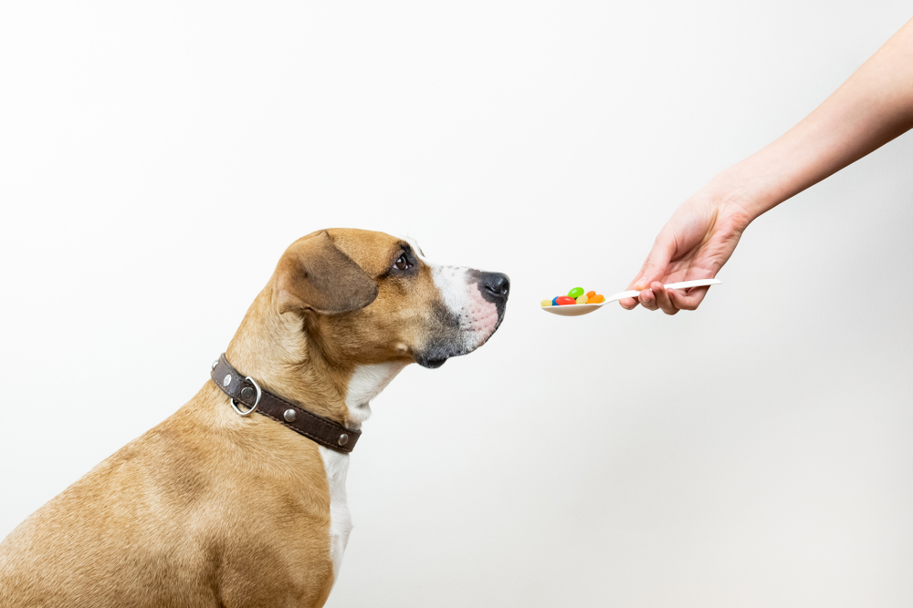 can dogs chew capsules