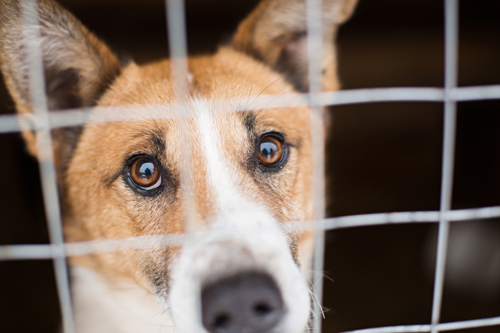 Common Challenges with Shelter Pets | Oakland Veterinary Referral Services